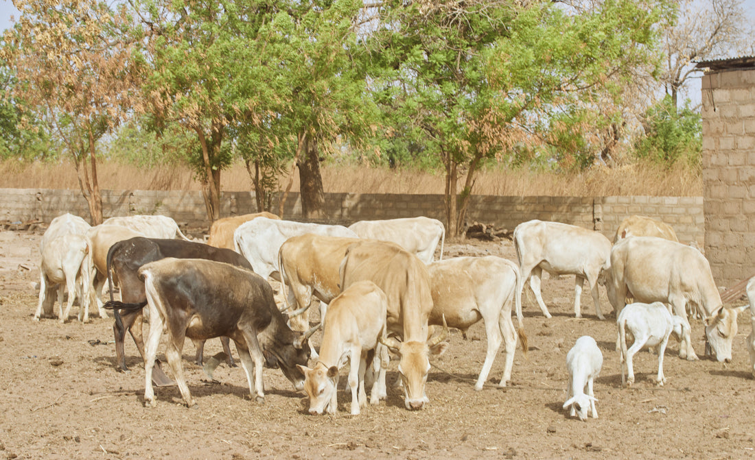 Essential Ranching Tips for Beginners: A Guide to Get You Started and Running