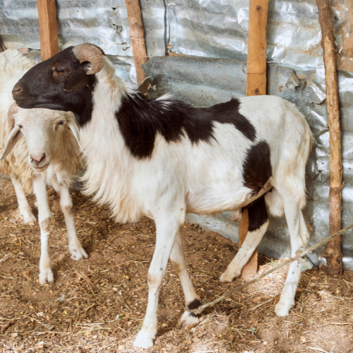 The Popular West African Dwarf Sheep