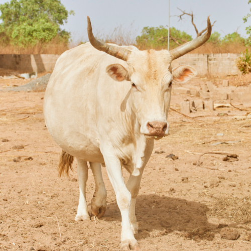 N'Dama Cattle Breed