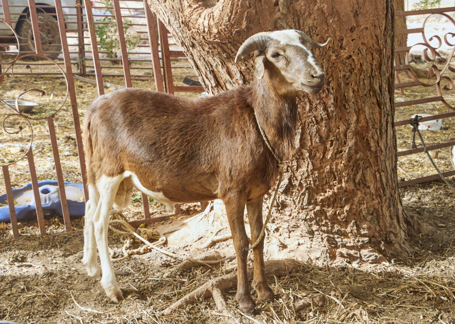 The Popular West African Dwarf Sheep