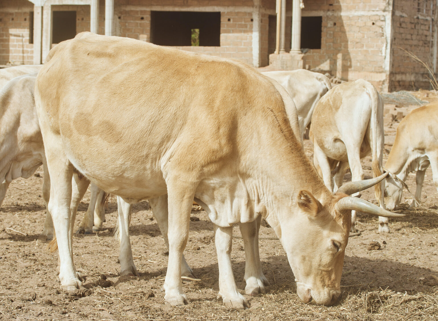 Essential Ranching Tips for Beginners: A Guide to Get You Started and Running
