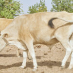 West African N’Dama Cattle Breed