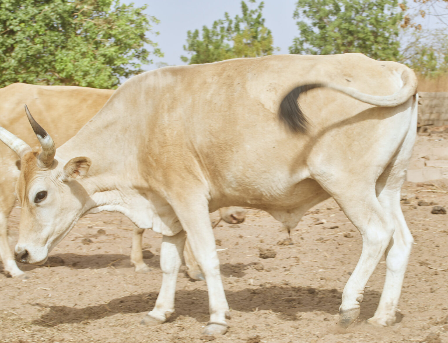 West African N’Dama Cattle Breed
