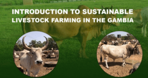 Sustainable Livestock Farming in The Gambia - the how and why?