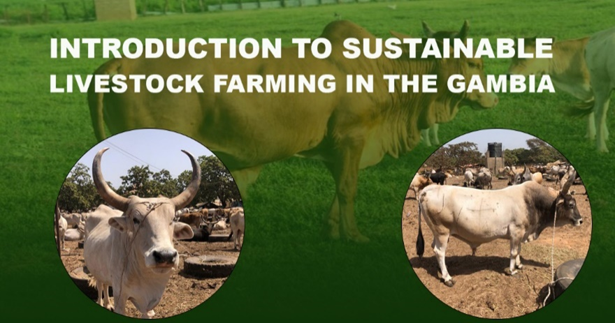 Sustainable Livestock Farming in The Gambia - the how and why?